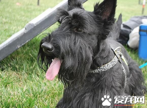 蘇格蘭梗犬顏色 蘇格蘭梗顏色有白色黑色黃色