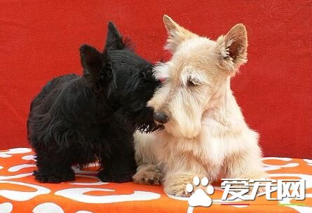 蘇格蘭梗犬顏色 蘇格蘭梗顏色有白色黑色黃色