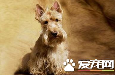 蘇格蘭梗犬性格 蘇格蘭梗警惕而勇敢