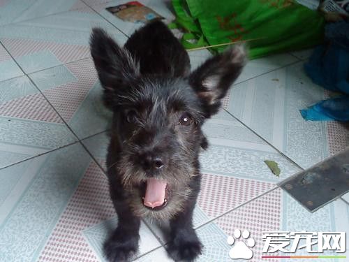 蘇格蘭梗犬性格 蘇格蘭梗警惕而勇敢