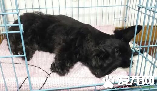 蘇格蘭梗犬護主 尤其是對主人是非常友好