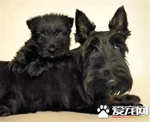 蘇格蘭梗犬護主 尤其是對主人是非常友好