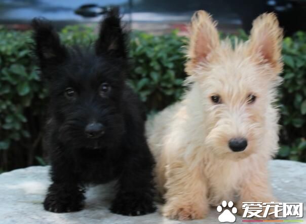 蘇格蘭梗犬護主 尤其是對主人是非常友好