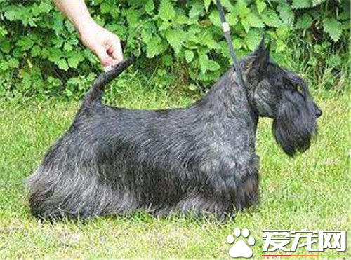 蘇格蘭梗犬掉毛麼 蘇格蘭梗犬一般都不掉毛