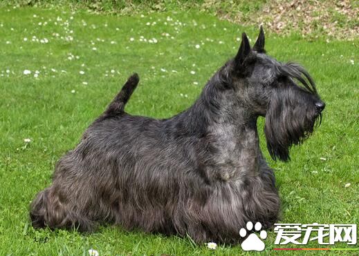 蘇格蘭梗犬掉毛麼 蘇格蘭梗犬一般都不掉毛