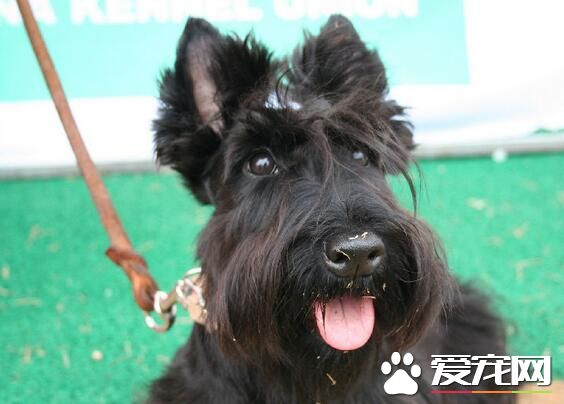 蘇格蘭梗犬掉毛麼 蘇格蘭梗犬一般都不掉毛