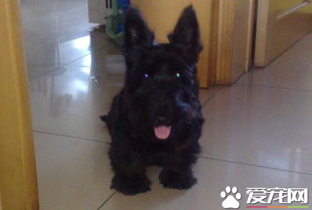 蘇格蘭梗犬的缺點 有時候可能表現出一些蠻橫