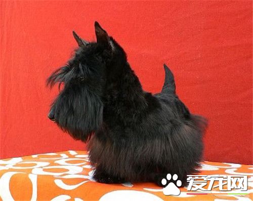 蘇格蘭梗犬的缺點 有時候可能表現出一些蠻橫