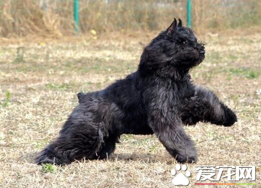 蘇格蘭梗犬的缺點 有時候可能表現出一些蠻橫