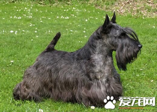 蘇格蘭梗犬的平均壽命 平均壽命為10到14年