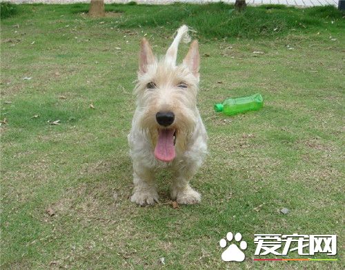 蘇格蘭梗犬的平均壽命 平均壽命為10到14年