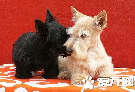 蘇格蘭梗犬的平均壽命 平均壽命為10到14年