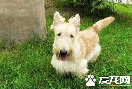 蘇格蘭梗不能吃什麼 不要給狗狗吃生雞蛋