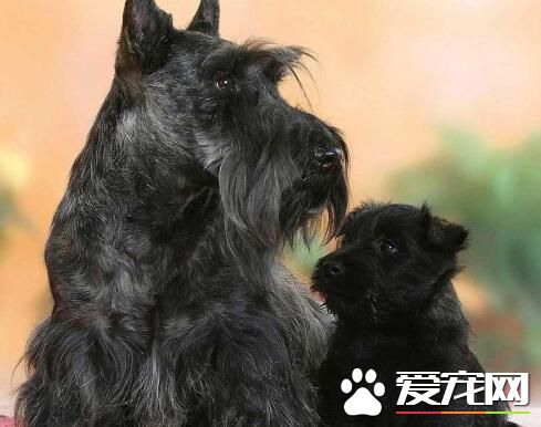 蘇格蘭梗不能吃什麼 不要給狗狗吃生雞蛋