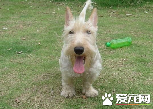 蘇格蘭梗能看家嗎 比較安靜的犬種能看家護院