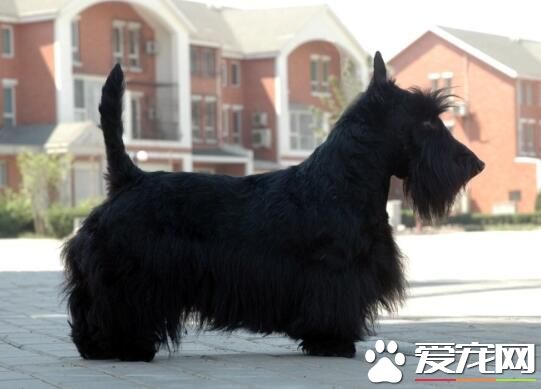 蘇格蘭梗能看家嗎 比較安靜的犬種能看家護院