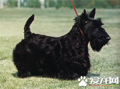 蘇格蘭梗能看家嗎 比較安靜的犬種能看家護院