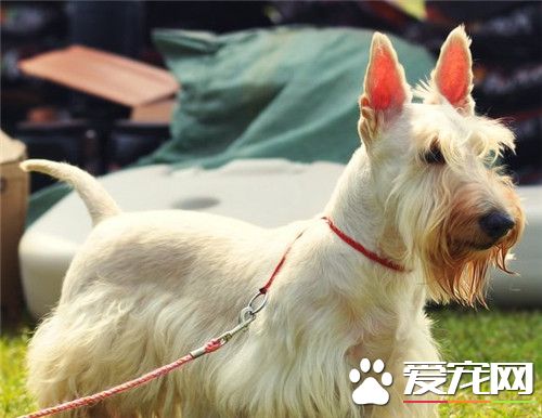 蘇格蘭梗厲害嗎 蘇格蘭梗的氣質中勇敢自信