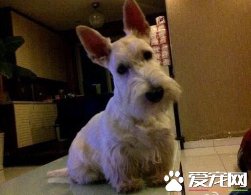 蘇格蘭梗厲害嗎 蘇格蘭梗的氣質中勇敢自信
