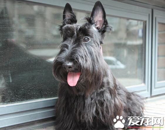 蘇格蘭梗剪什麼毛型好 定期為它清除耳垢