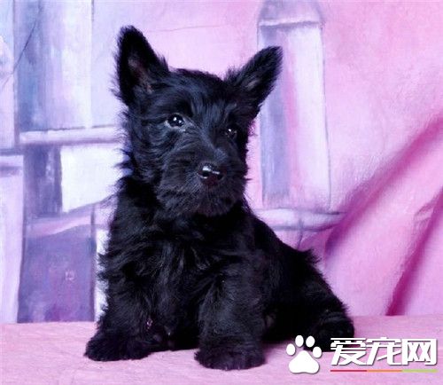 蘇格蘭梗和雪納瑞區別 蘇梗腿短臉更長