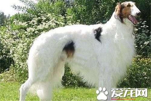 蘇俄獵狼犬壽命 蘇俄獵狼犬的壽命是10到12年