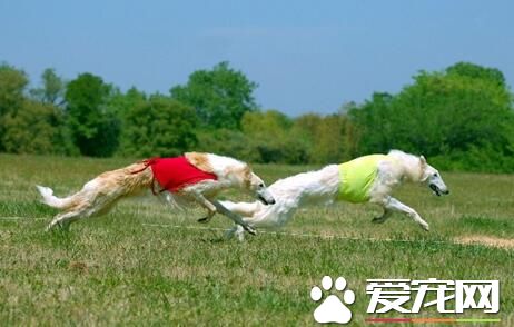 蘇俄獵狼犬壽命 蘇俄獵狼犬的壽命是10到12年