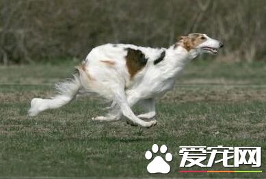 蘇俄獵狼犬能跑多少碼 奔跑速度是很快的