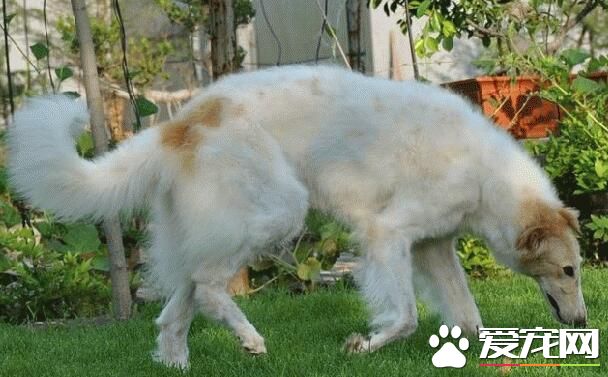 蘇俄獵狼犬能不能獵狼 蘇俄獵狼犬犬種介紹