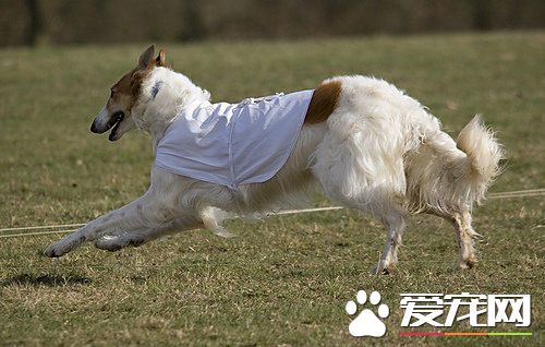 蘇俄獵狼犬能不能獵狼 蘇俄獵狼犬犬種介紹