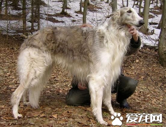 蘇俄獵狼犬能跑多少碼 奔跑速度是很快的