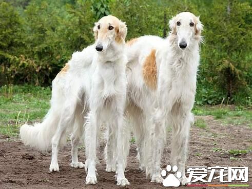 蘇俄獵狼犬能不能獵狼 蘇俄獵狼犬犬種介紹