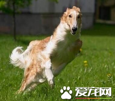 蘇俄獵狼犬家養 家養蘇俄獵狼犬喂食注意要點