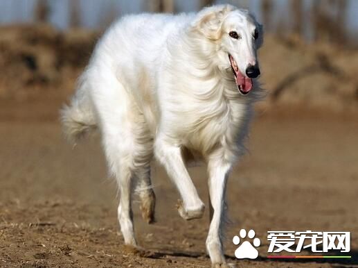 蘇俄獵狼犬家養 家養蘇俄獵狼犬喂食注意要點