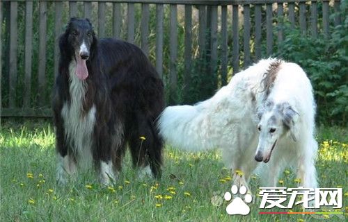 蘇俄獵狼犬家養 家養蘇俄獵狼犬喂食注意要點