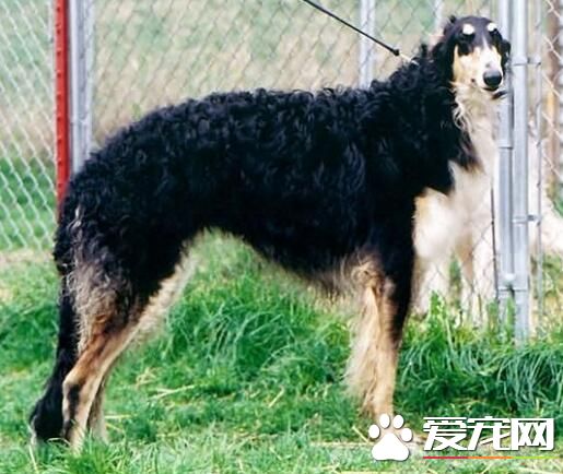 蘇俄獵狼犬會咬人嗎 不適合有小孩的家庭飼養