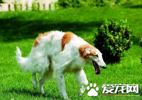 蘇俄獵狼犬會咬人嗎 不適合有小孩的家庭飼養