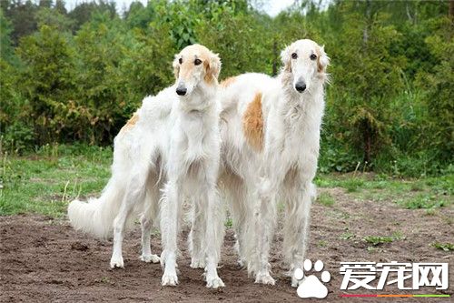 蘇俄獵狼犬會咬人嗎 不適合有小孩的家庭飼養