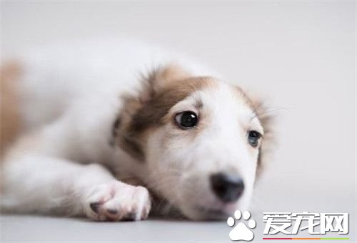 蘇俄獵狼犬會咬孩子嗎 對於孩子不是很有耐心