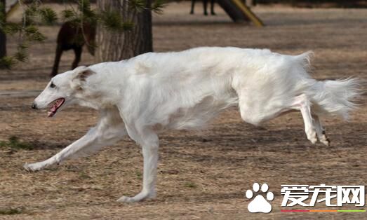 蘇俄獵狼犬會咬孩子嗎 對於孩子不是很有耐心