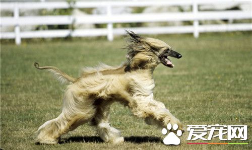 阿富汗獵犬喂養成本 阿富汗獵犬如何喂養好