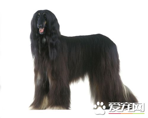 阿富汗獵犬喂養成本 阿富汗獵犬如何喂養好