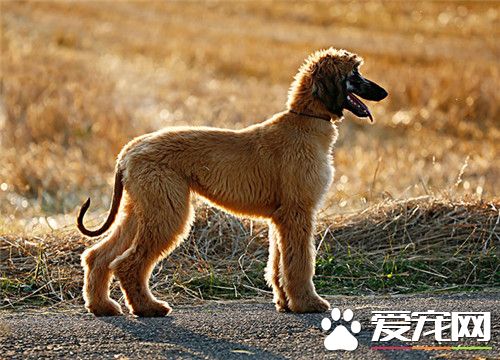 阿富汗獵犬剃毛 阿富汗獵犬能剃毛嗎
