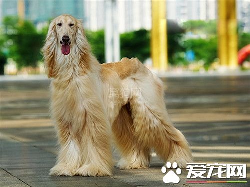 阿富汗獵犬剃毛 阿富汗獵犬能剃毛嗎