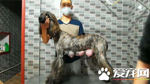 阿富汗獵犬什麼顏色好 彩色或者組合色更好