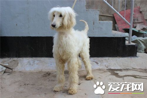 阿富汗獵犬什麼色最貴 一般彩色或者組合色