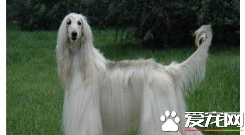 阿富汗獵犬什麼色最貴 一般彩色或者組合色