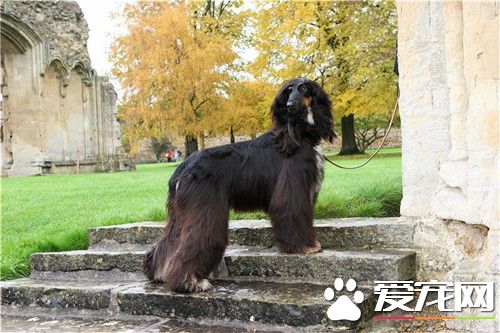 阿富汗獵犬容易掉毛嘛 季節氣候的變化導致掉毛