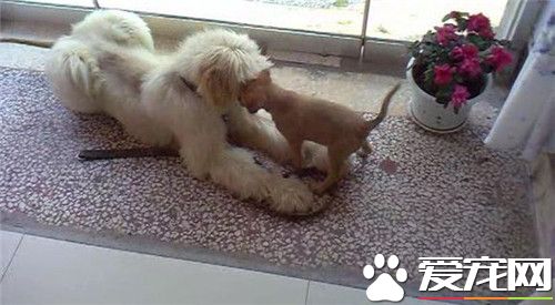 阿富汗獵犬缺點 最主要的恐怕就是它的個性