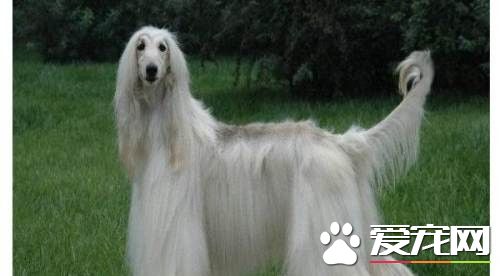 阿富汗獵犬排名 阿富汗獵犬排名70到79的狗